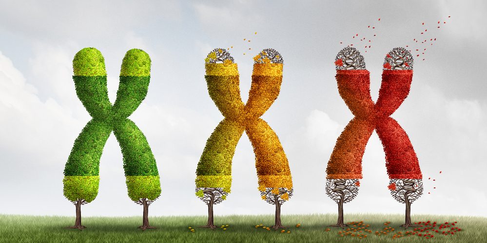 Ilustration de telomeres visibles aux extremites des chromosomes